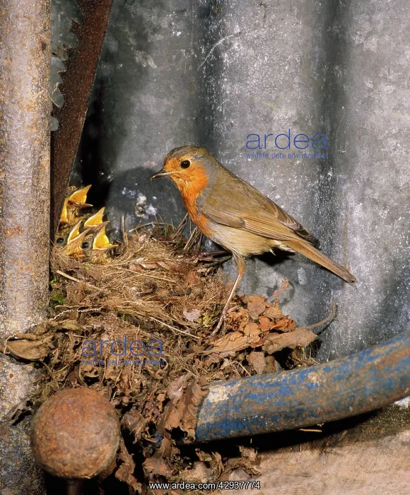 : BIRD - Robin nesting in garden shed in May : BIRD - Robin nesting in garden shed in May