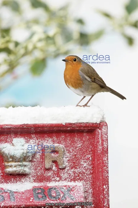  : BIRD. Robin on old red letterbox in snow