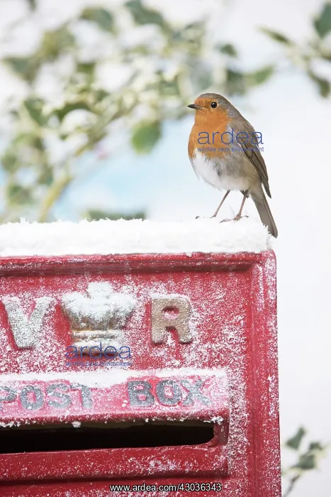  : BIRD. Robin on old red letterbox in snow