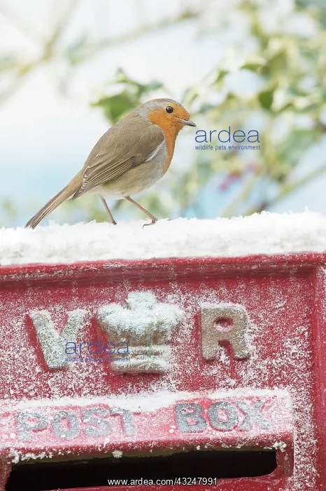  : BIRD. Robin on old red letterbox in snow