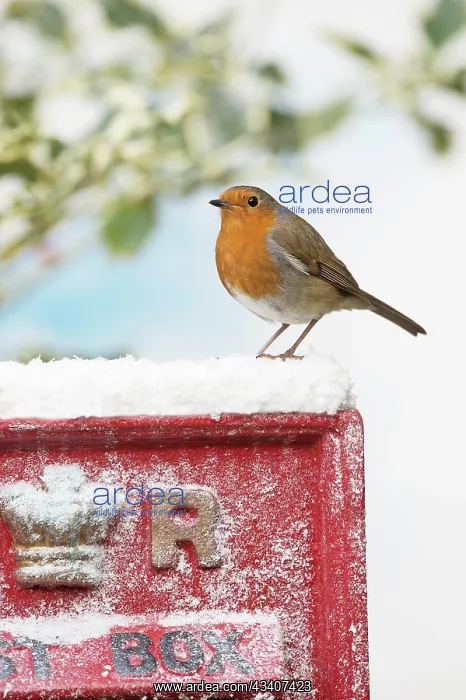  : BIRD. Robin on old red letterbox in snow