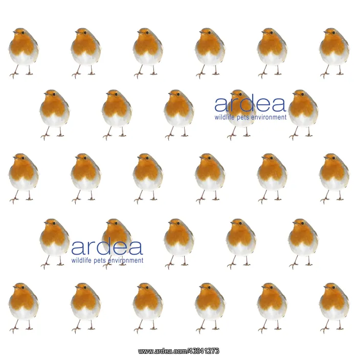 : BIRD - Robin in repeating pattern Digital manipulation : BIRD - Robin in repeating pattern Digital manipulation