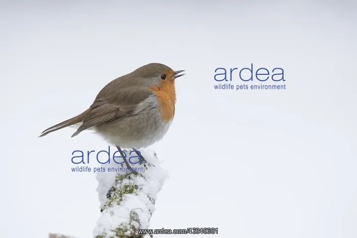 : BIRD Robin singing in the snow : BIRD Robin singing in the snow