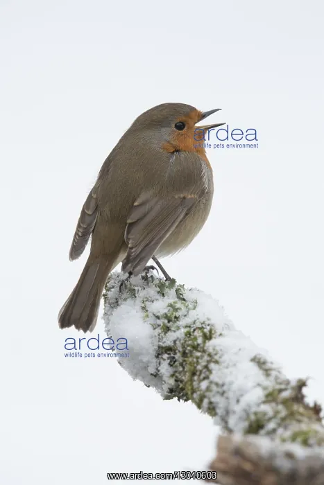 : BIRD Robin singing in the snow : BIRD Robin singing in the snow