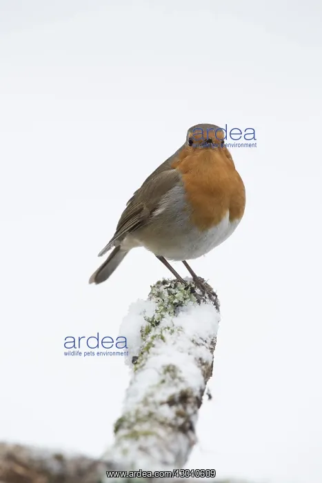 : BIRD Robin singing in the snow : BIRD Robin singing in the snow
