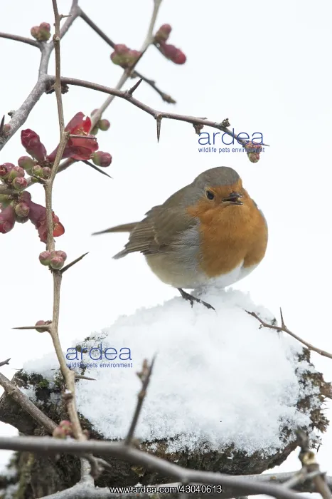 : BIRD Robin singing in the snow : BIRD Robin singing in the snow