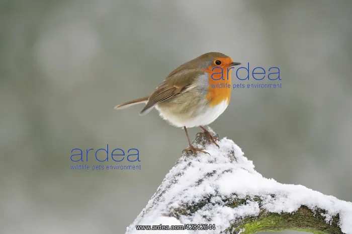 : BIRD. Robin in snow : BIRD. Robin in snow
