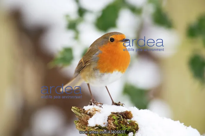  : BIRD - Robin in snow