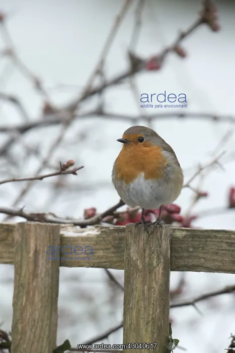 : BIRD. Robin in snow, garden : BIRD. Robin in snow, garden