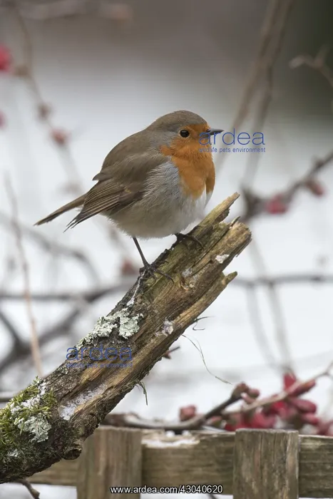 : BIRD. Robin in snow, garden : BIRD. Robin in snow, garden