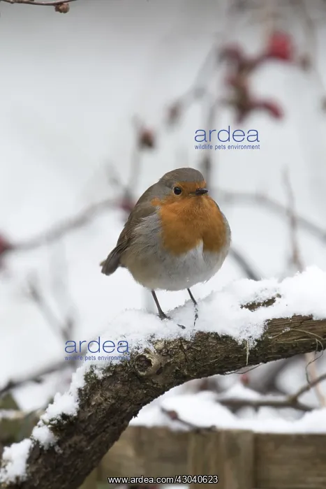 : BIRD. Robin in snow, garden : BIRD. Robin in snow, garden