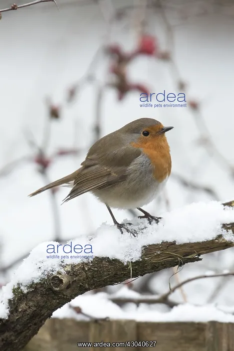 : BIRD. Robin in snow, garden : BIRD. Robin in snow, garden