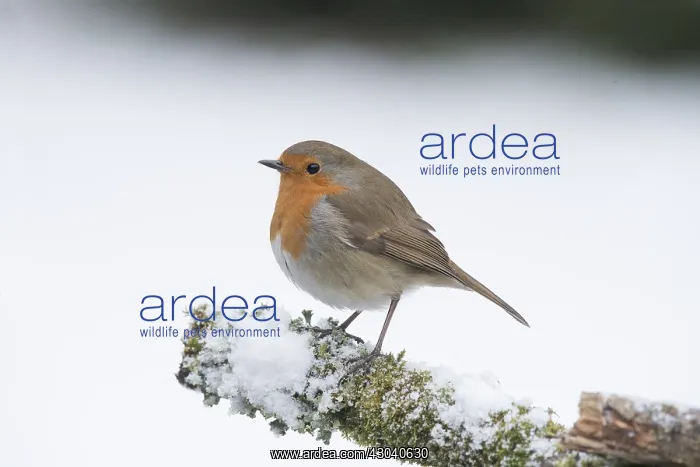 : BIRD. Robin in snow, garden : BIRD. Robin in snow, garden