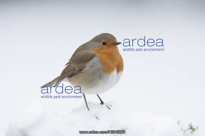 : BIRD. Robin in snow, garden : BIRD. Robin in snow, garden