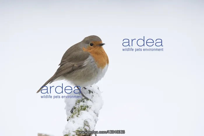 : BIRD. Robin in snow, garden : BIRD. Robin in snow, garden