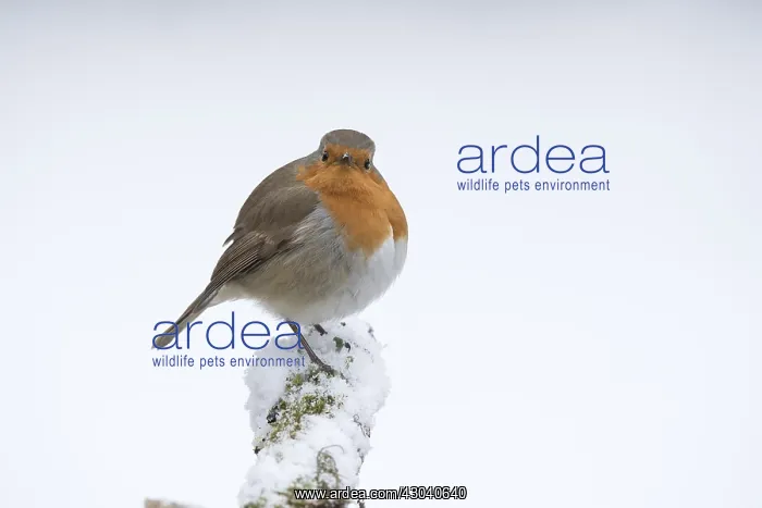 : BIRD. Robin in snow, garden : BIRD. Robin in snow, garden