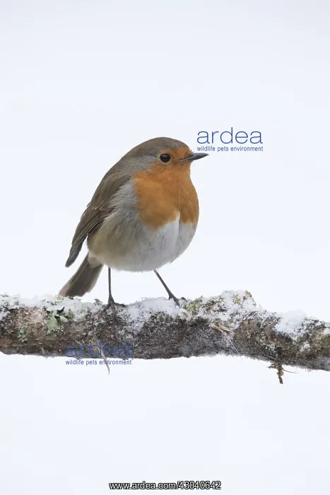 : BIRD. Robin in snow, garden : BIRD. Robin in snow, garden