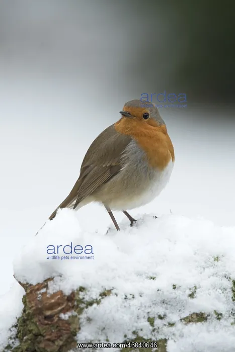 : BIRD. Robin in snow, garden : BIRD. Robin in snow, garden