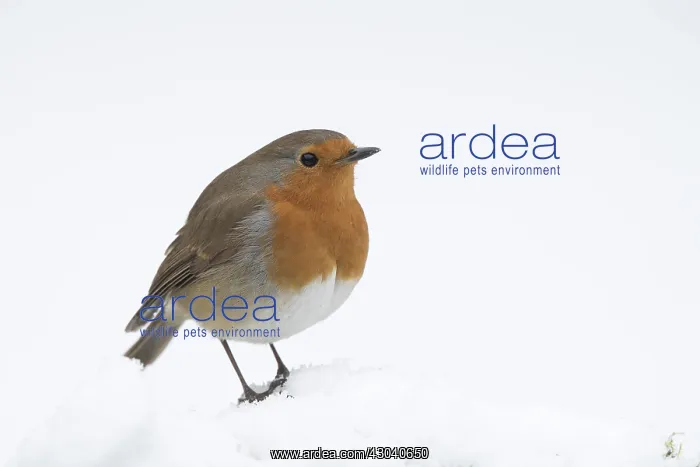 : BIRD. Robin in snow, garden : BIRD. Robin in snow, garden
