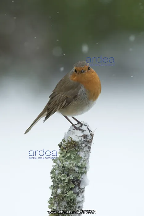 : BIRD. Robin in snow, garden : BIRD. Robin in snow, garden