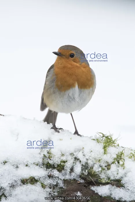  : BIRD. Robin in snow, garden
