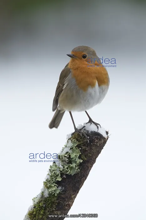 : BIRD. Robin in snow, garden : BIRD. Robin in snow, garden