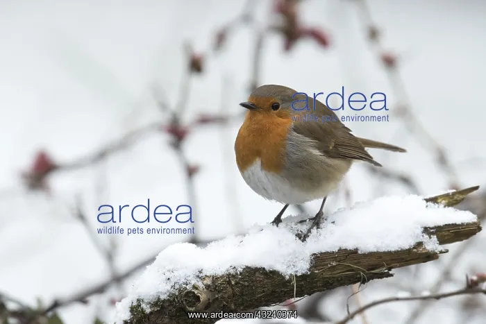 : BIRD. Robin in snow, garden : BIRD. Robin in snow, garden