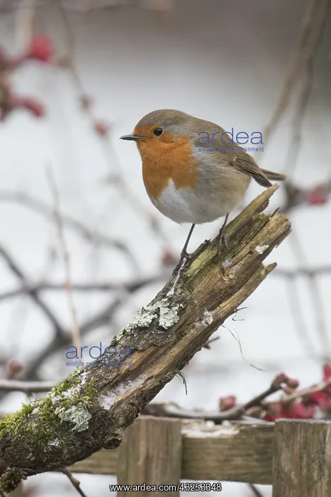 : BIRD. Robin in snow, garden : BIRD. Robin in snow, garden