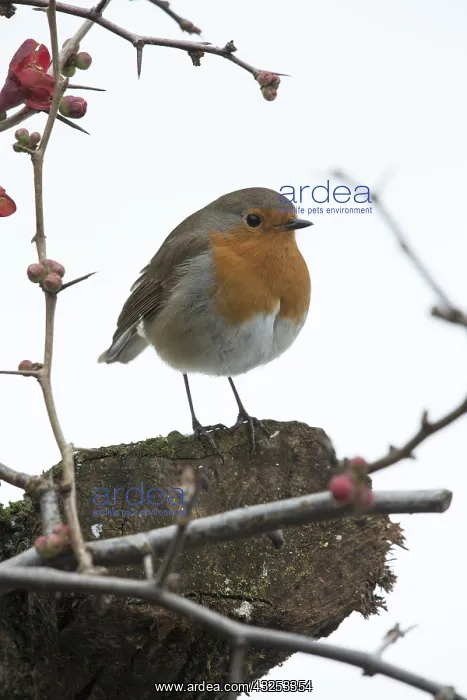 : BIRD. Robin in snow, garden : BIRD. Robin in snow, garden