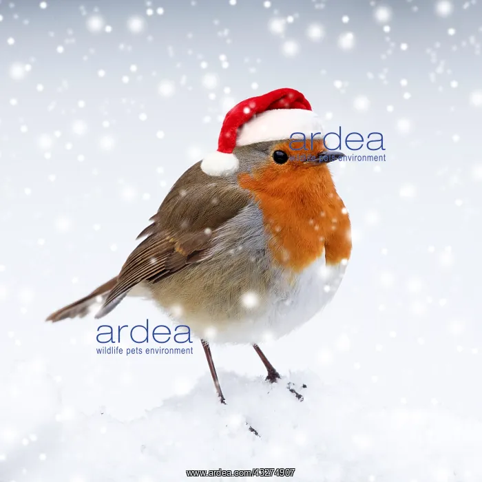 : BIRD. Robin in the snow wearing a red santa hat : BIRD. Robin in the snow wearing a red santa hat