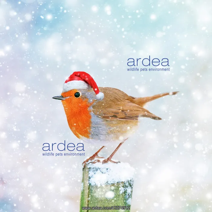 : BIRD. Robin in the snow wearing a red santa hat on a wooden : BIRD. Robin in the snow wearing a red santa hat on a wooden
