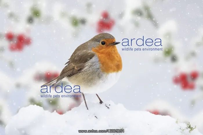  : BIRD. Robin in snowy garden with berries