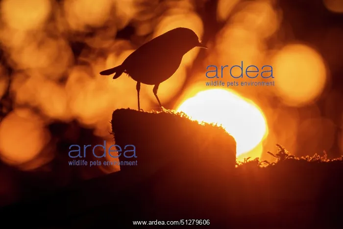 : BIRD. Robin at sunset : BIRD. Robin at sunset