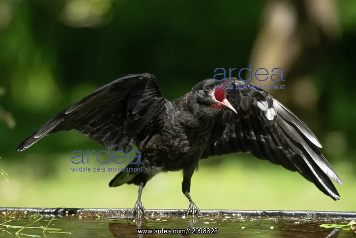 : BIRD. Rook, juvenile, fledgling, begging for food : BIRD. Rook, juvenile, fledgling, begging for food
