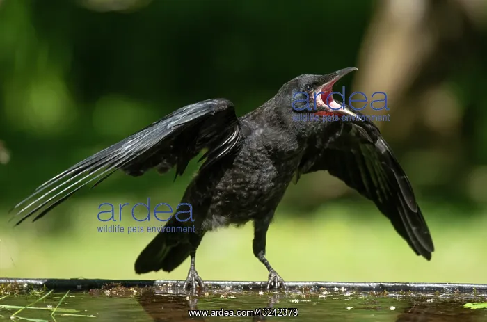 : BIRD. Rook, juvenile, fledgling, begging for food : BIRD. Rook, juvenile, fledgling, begging for food