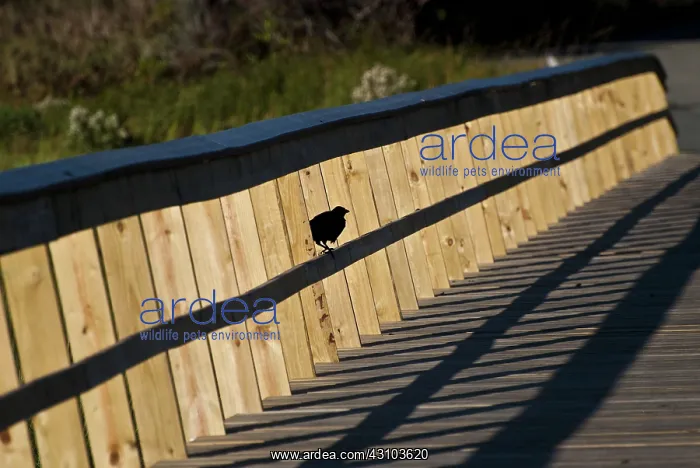 : Bird in Shadow : Bird in Shadow