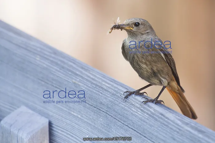 : Bird sitting on a wooden railing with a worm in its beak : Bird sitting on a wooden railing with a worm in its beak