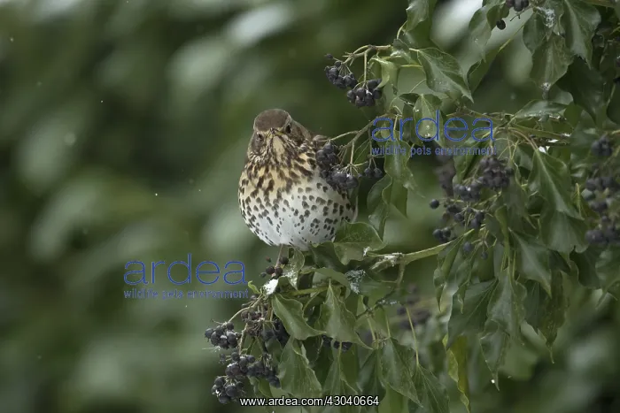 : BIRD. Song Thrush, feeding on Ivy berries, in snow : BIRD. Song Thrush, feeding on Ivy berries, in snow