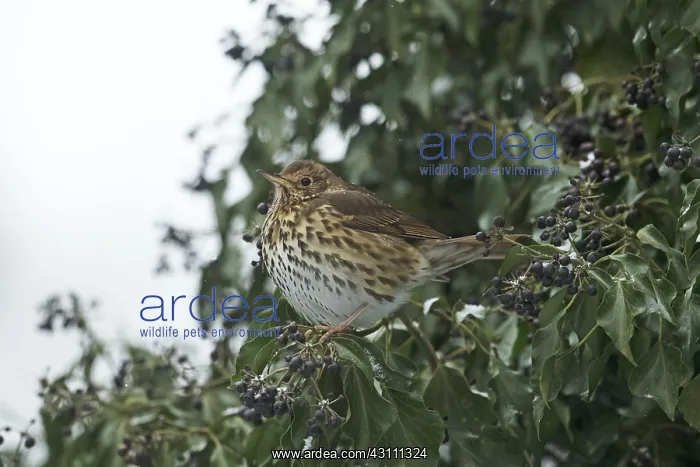 : BIRD. Song Thrush, feeding on Ivy berries, in snow : BIRD. Song Thrush, feeding on Ivy berries, in snow