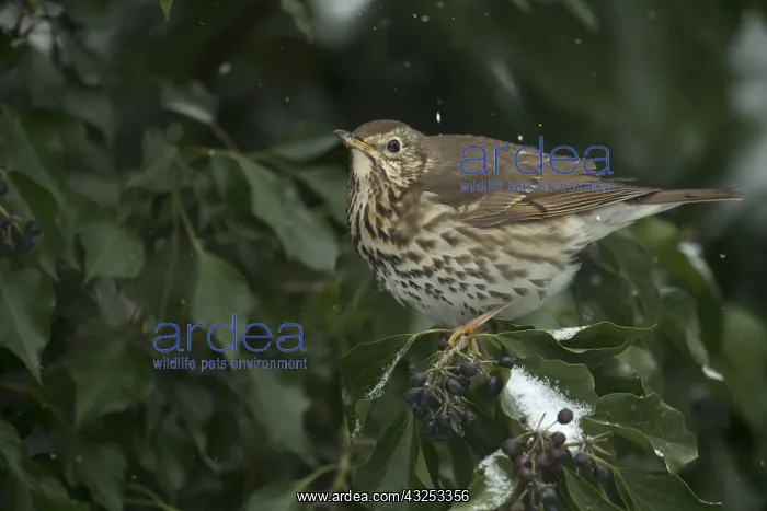 : BIRD. Song Thrush, feeding on Ivy berries, in snow : BIRD. Song Thrush, feeding on Ivy berries, in snow