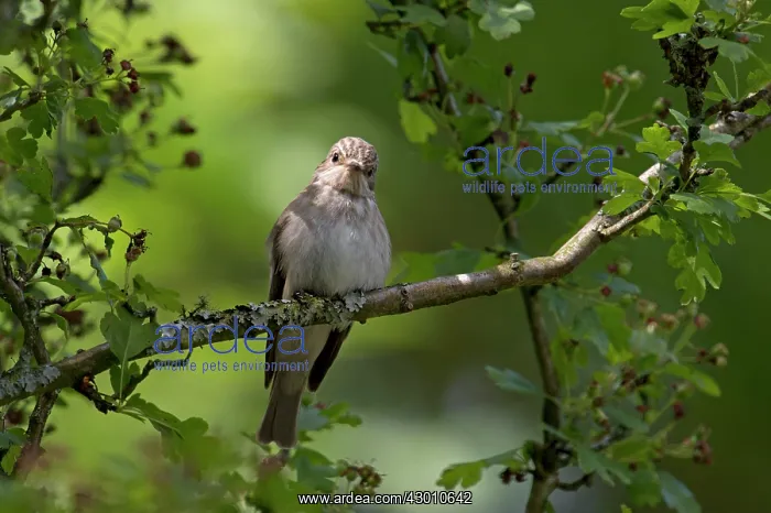 : BIRD Soptted Flycatcher : BIRD Soptted Flycatcher