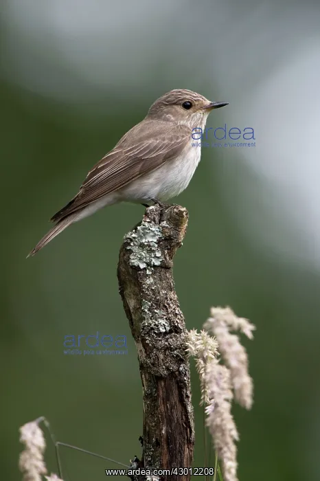 : BIRD Soptted Flycatcher : BIRD Soptted Flycatcher