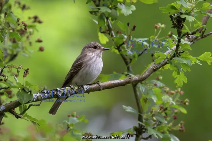 : BIRD Spotted Flycatcher : BIRD Spotted Flycatcher
