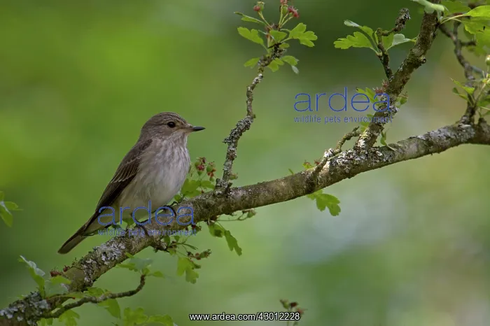 : BIRD Spotted Flycatcher : BIRD Spotted Flycatcher