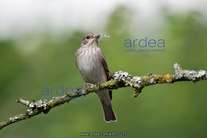 : BIRD Spotted Flycatcher with nest material : BIRD Spotted Flycatcher with nest material
