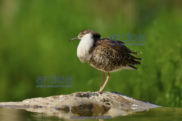 : Bird standing on a stone, natural and quiet environment : Bird standing on a stone, natural and quiet environment