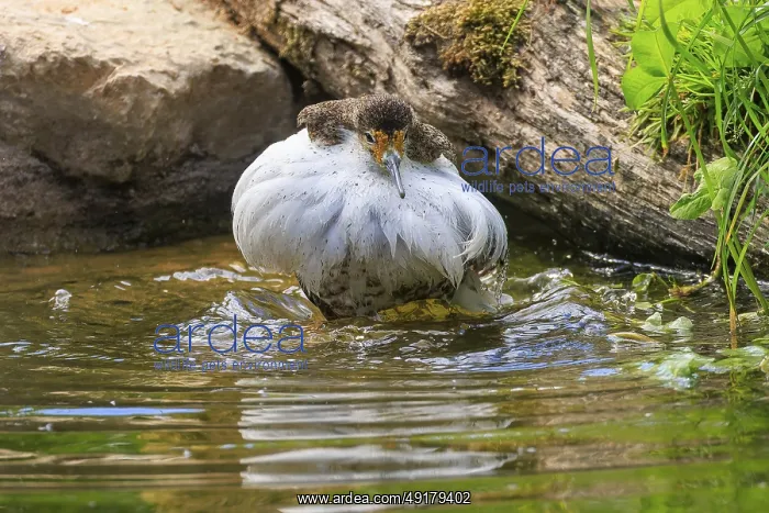 : Bird standing in water, surrounded by natural environment : Bird standing in water, surrounded by natural environment