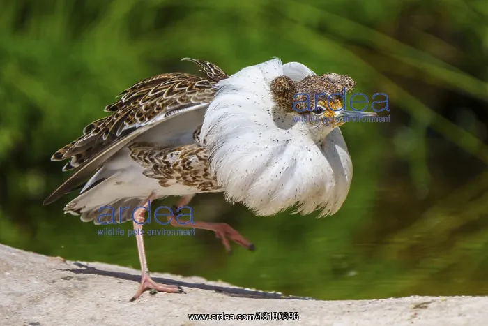 : Bird with striking white plumage posing in nature : Bird with striking white plumage posing in nature