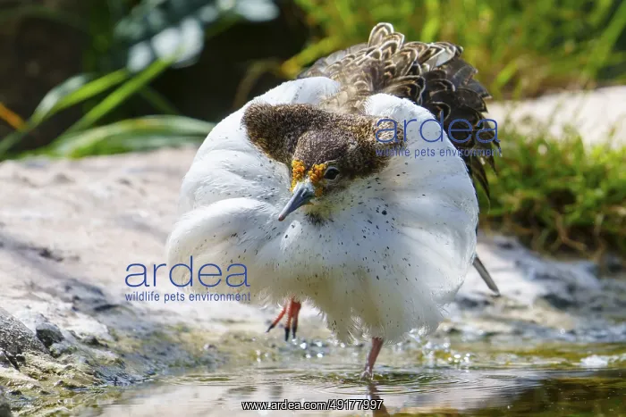 : A bird with striking white plumage at the water's edge : A bird with striking white plumage at the water's edge