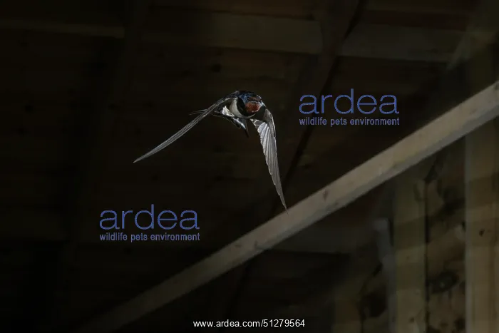 : BIRD. Swallow in flight, in a barn : BIRD. Swallow in flight, in a barn